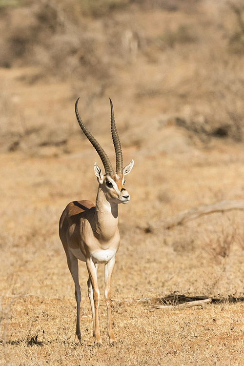 Samburu: Gazelle de Grant