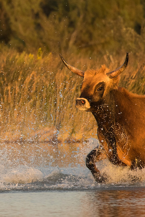 Taureaux (Camargue)