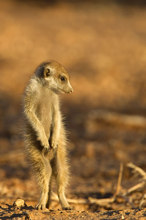 Jeune suricate au réveil (KTP, Botswana)