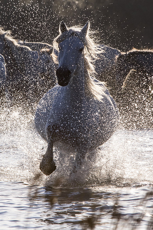 Chevaux (Camargue)