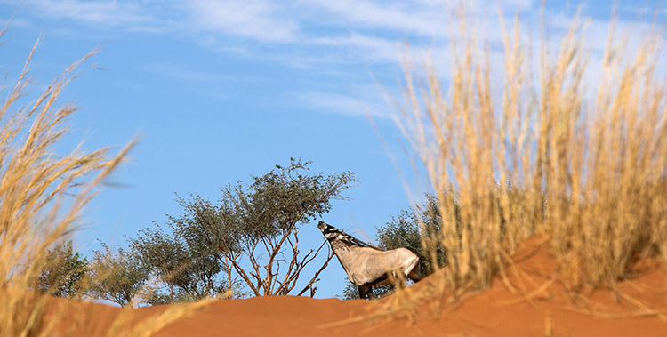 Sossusvlei - Oryx dans la dune Elim