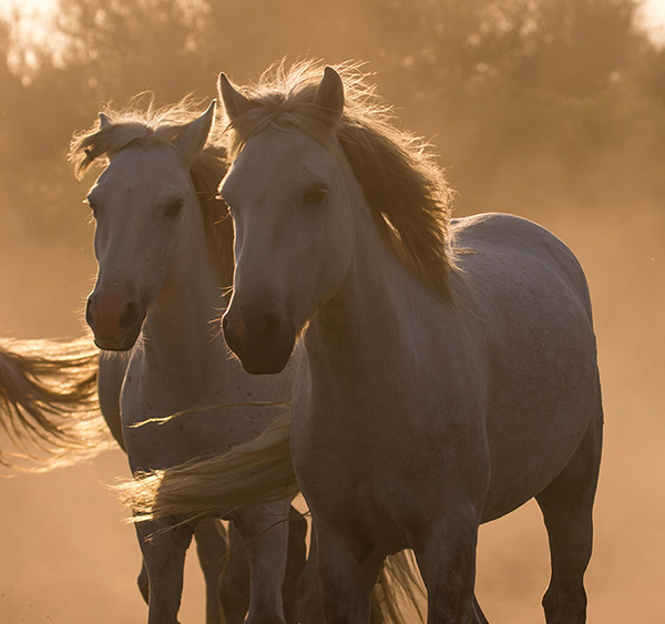 Camargue