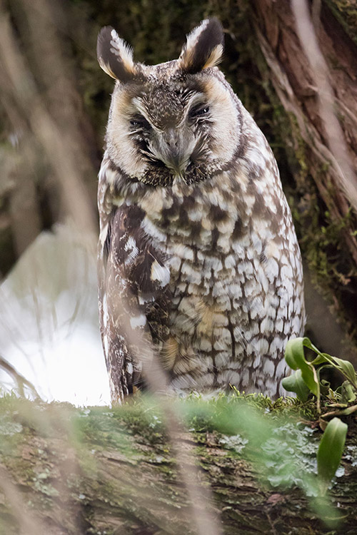 Balé Mountain National Park - Hibou d'Abyssinie