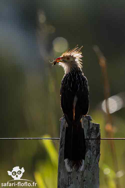 Cariama Huppé