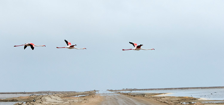 Swakopmund - Flamants roses