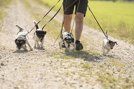 La garde d'animaux, un service de plus en plus demandé. crédit photo : Fotolia©K. Thalhofer