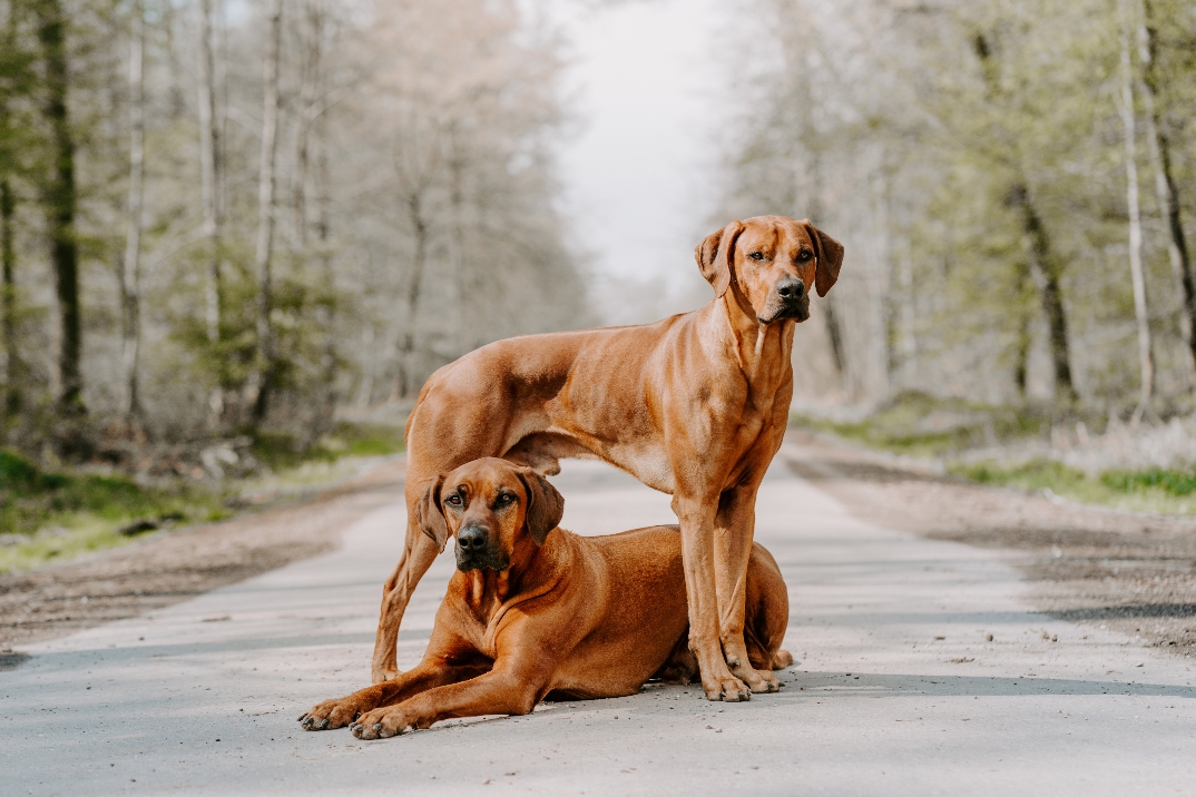 Westgate  und Filou