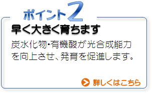 ポイント２早く大きく育ちます