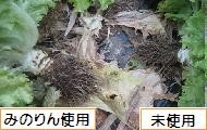 サニーレタスの根張り　みのりん比較