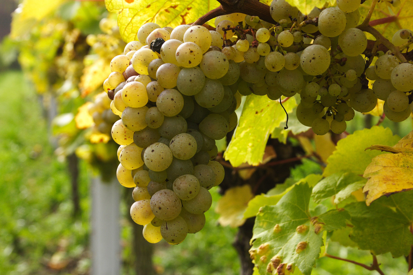 In Zukunft werden wir unsere Trauben oder den Jungwein von diesen beiden Winzern beziehen.