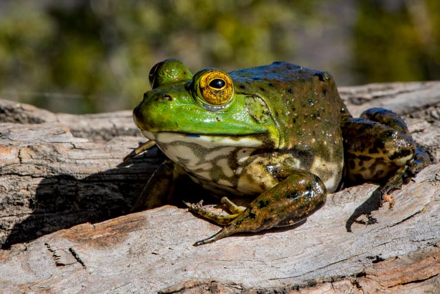 PROGRAMA DE CONTROL DE RANA TORO - Página web de faunadelnoroeste