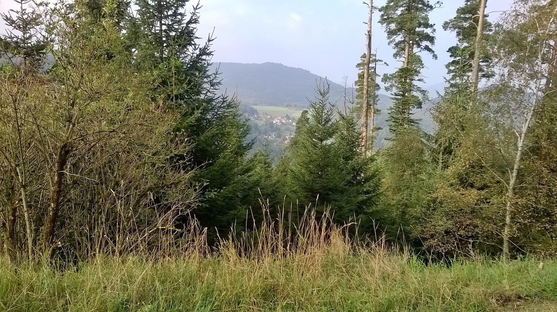 durch den Wald