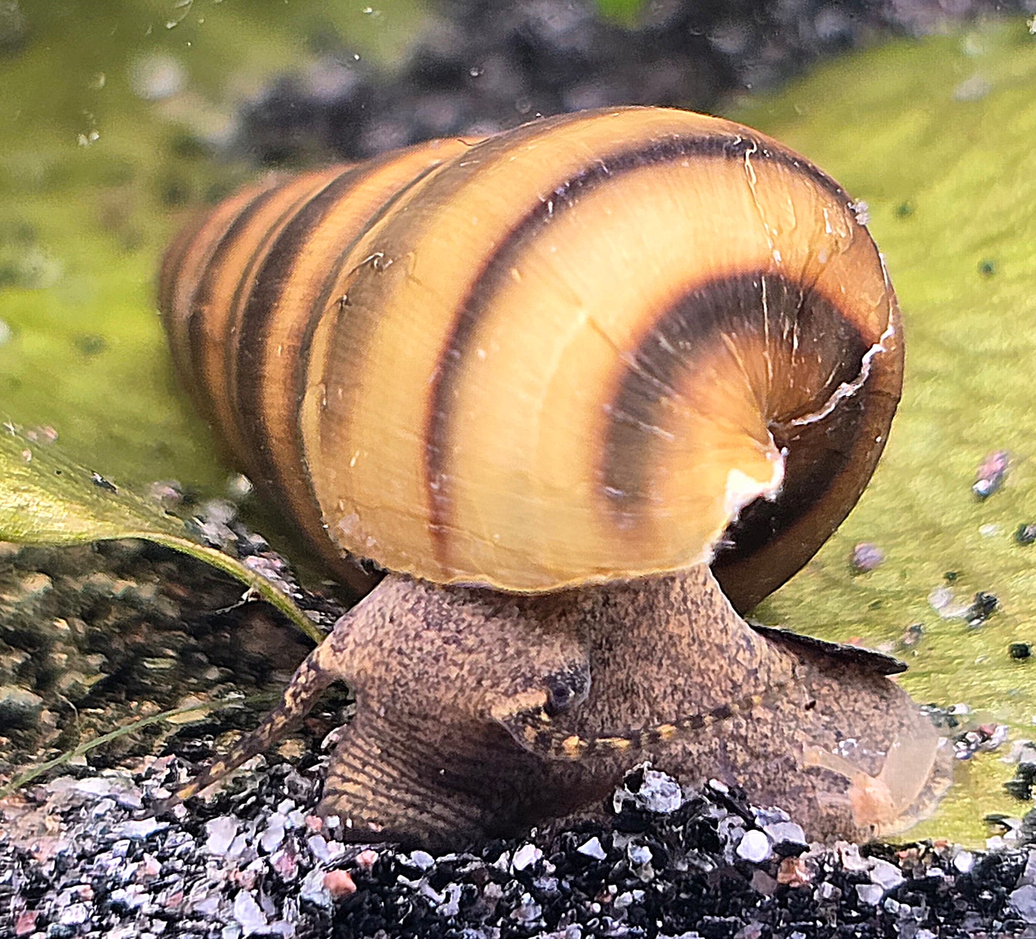 Bienenschnecke