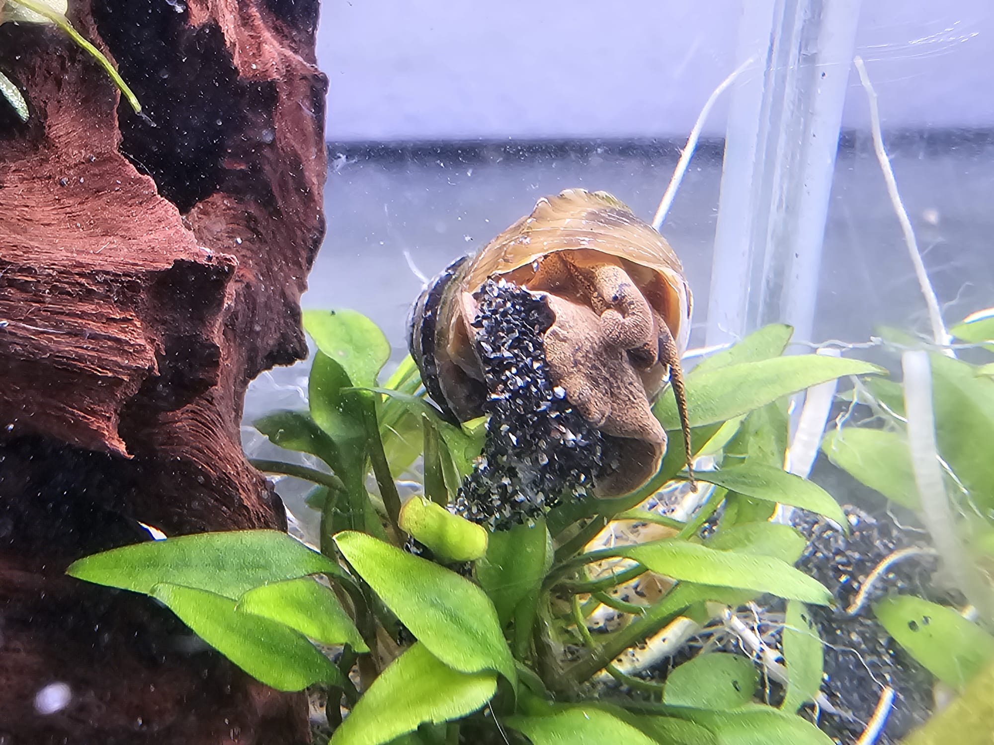 Pianoschnecke