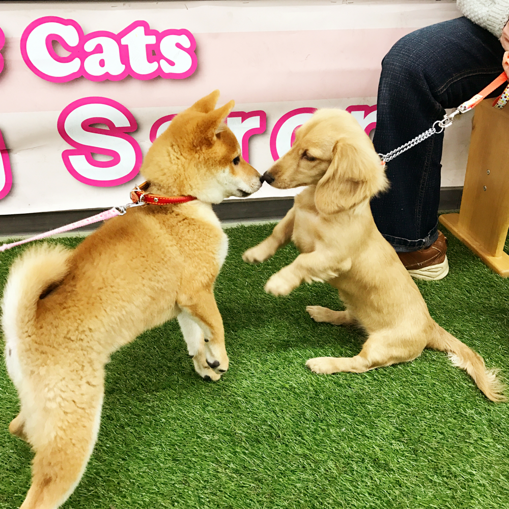 1/29 酒田市の柴犬「カイ君」4ヶ月と、鶴岡市のミニチュアダックス「ランちゃん」5ヶ月