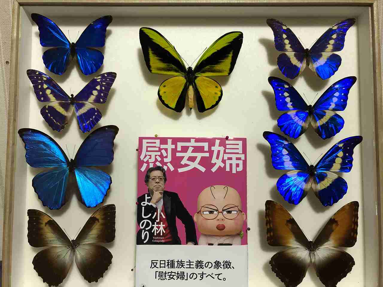 蛾 標本 イザベラミズアオ Yahoo!オークション - ヨーロッパ産蛾類展翅標本 イザベラミズ