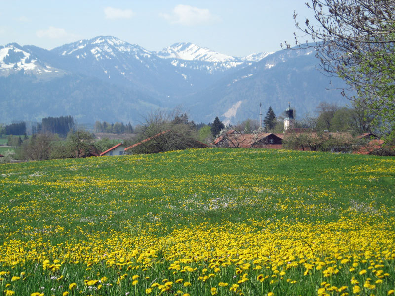 Löwenzahnfrühling im Allgäu