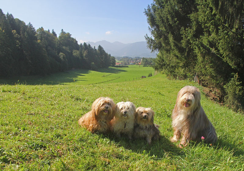 vier Hunde mit Blick auf Rottach und die Berge