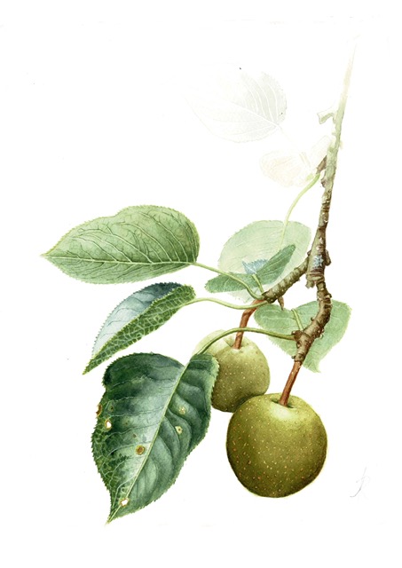 Asian pear