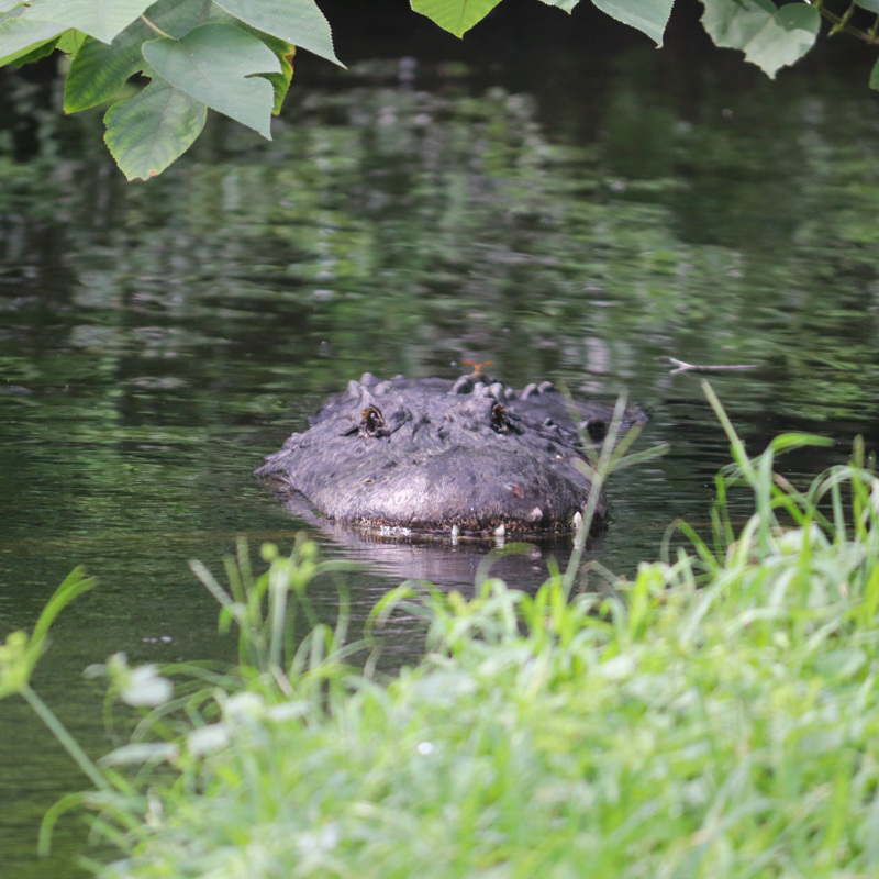 Busch Gardens: Bezoek Afrika in Florida