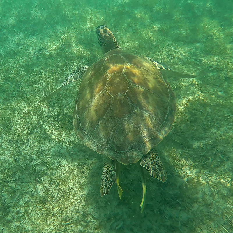 Akumal: Het schildpaddenparadijs