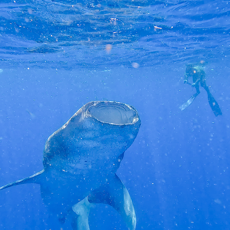 Yucatan: drie activiteiten in het water