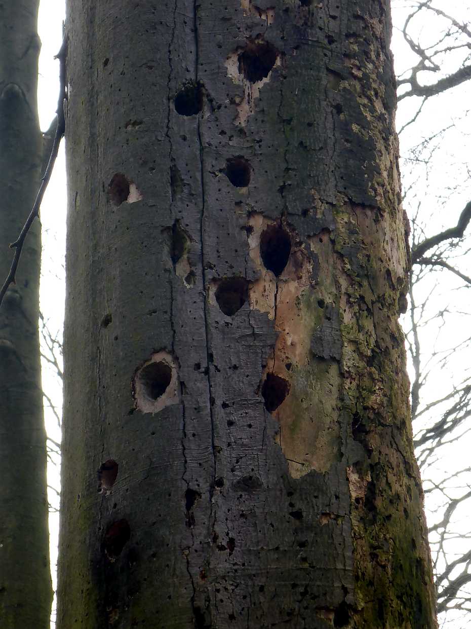 Der stehende Buchentorso im Fledermauswald ist sehr beliebt bei Spechten!