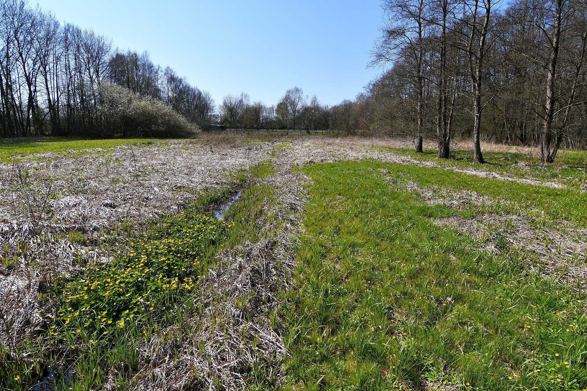 Orrigenwisch - Ungemähte und gemähte Bereiche auf der Mädesüß-Perlmutterfalter-Wiese.