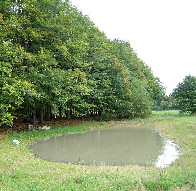 NABU-Kleingewässer am Rand des Fledermauswaldes.