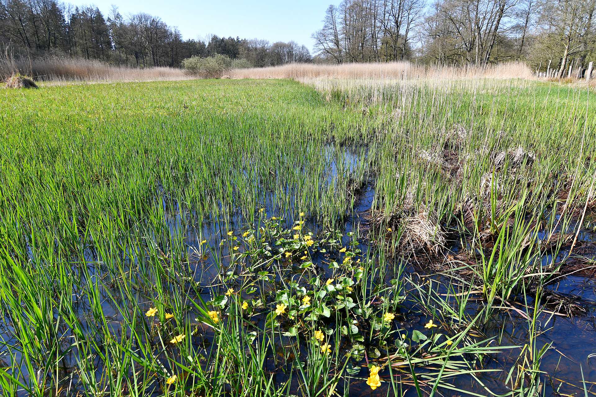 Feuchtwiese an der Osterau - Gruppe von blühenden Sumpfdotterblumen-