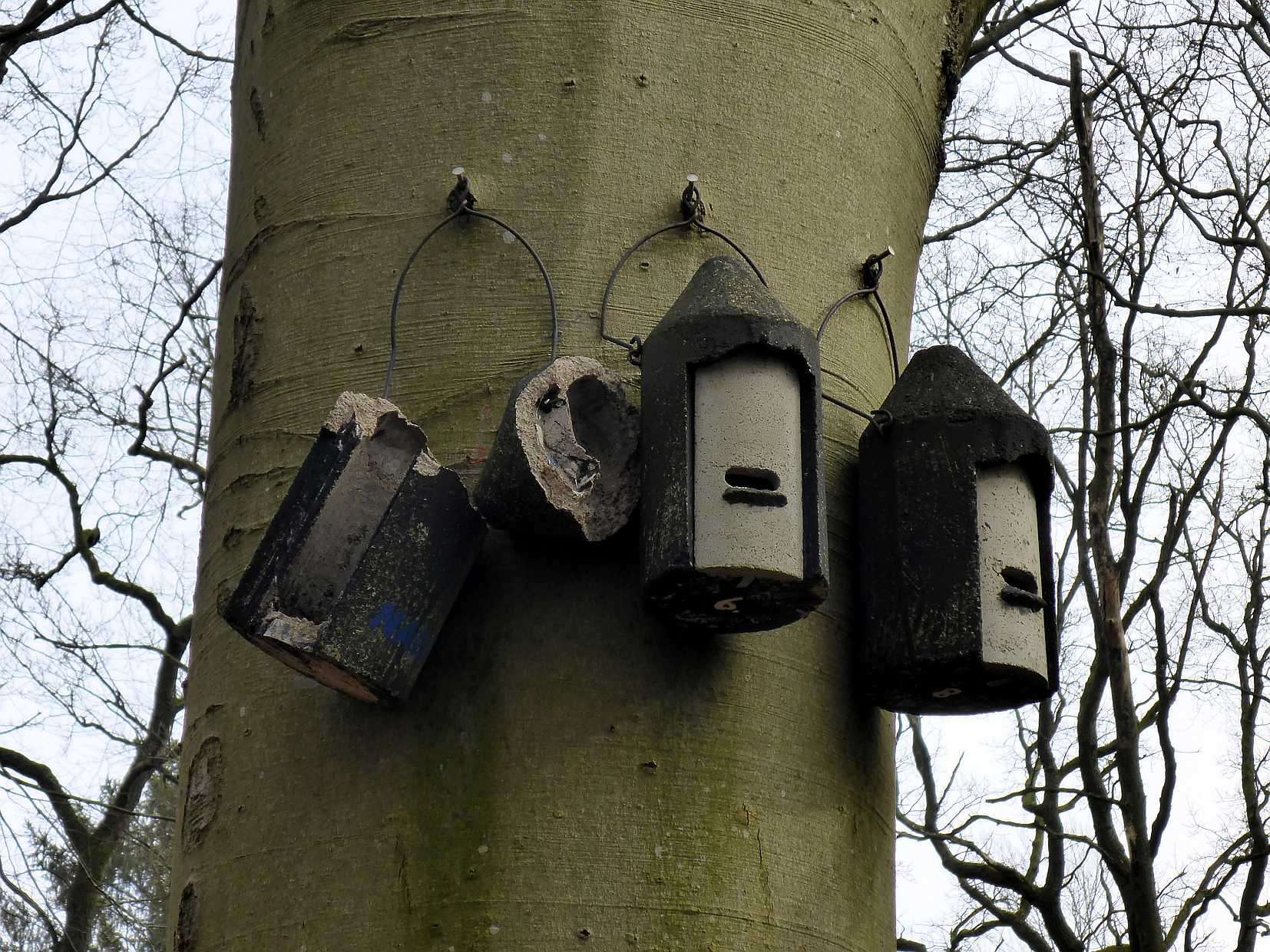 Einer der Fledermauskästen am Nachbarbaum wurde von einem Ast der umstürzenden Buche getroffen.