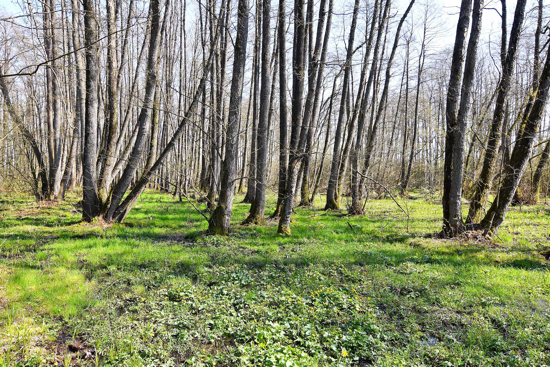 Orrigenwisch - Frühling im Auwald, im Vordergrund wieder ein großer Bestand der Sumpfdotterblume.