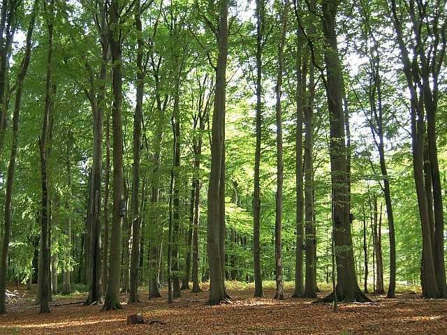 Buchenaltbestand im NABU-Fledermauswald.