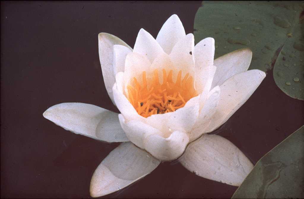 Weisse Seerose