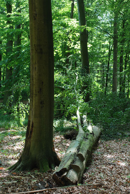 Kronenbruch einer Buche im 'Fledermauswald' im Mai 2009...