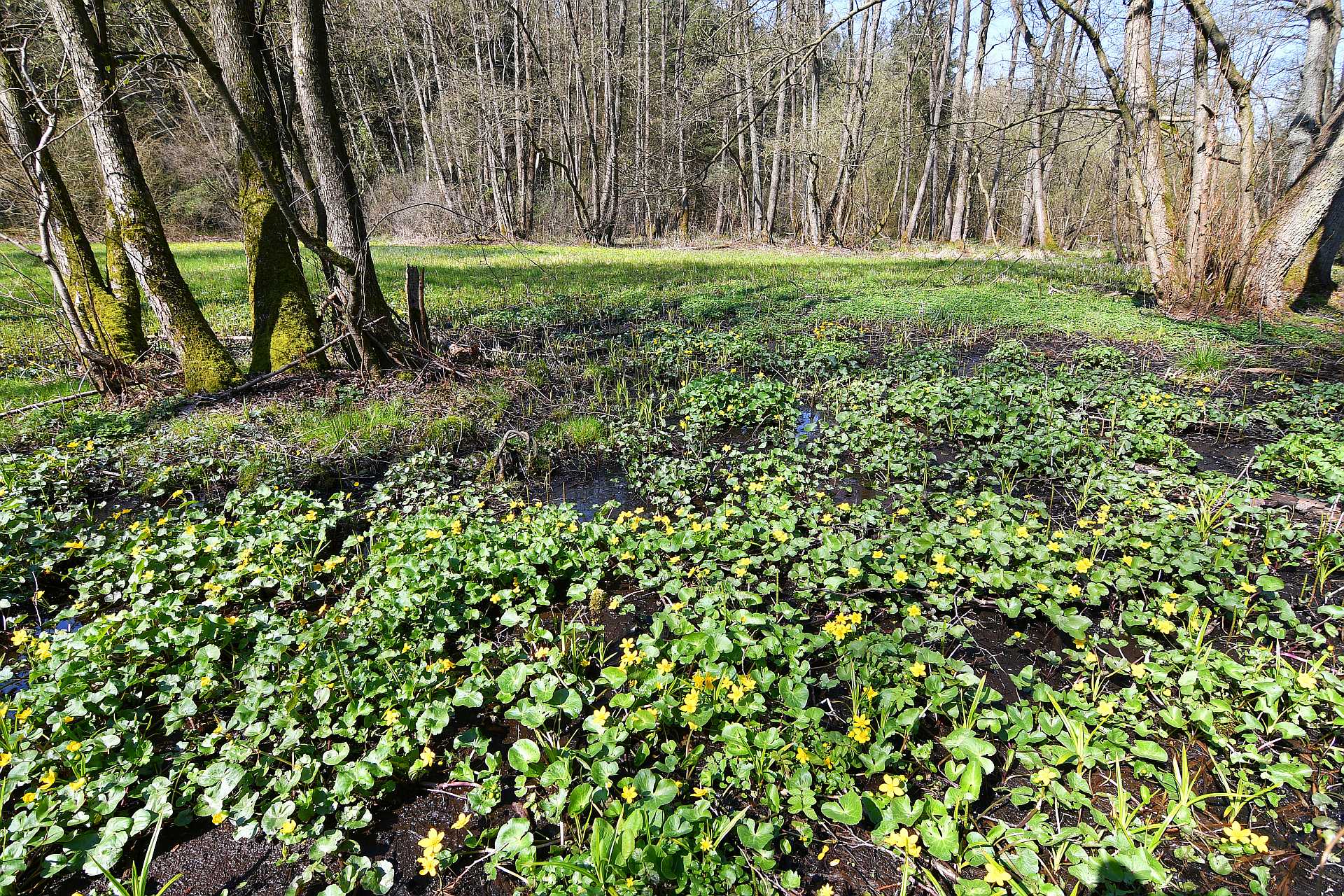 Orrigenwisch - Blühende Sumpfdotterblumen am Rand der kleinen Feuchtwiese.