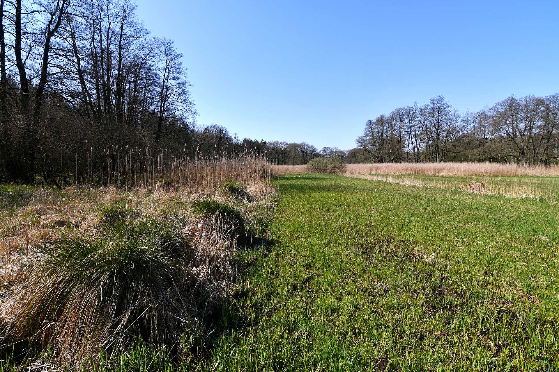 Feuchtwiese an der Osterau: Gemähter Bereich im Frühjahr 2023