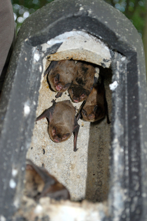 Rauhhautfledermäuse im Fledermauskasten.