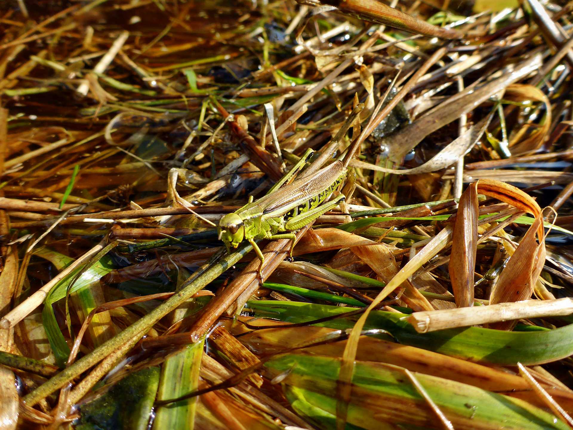 Neu entdeckter Bewohner der Wiese: Eine Sumpfschrecke.