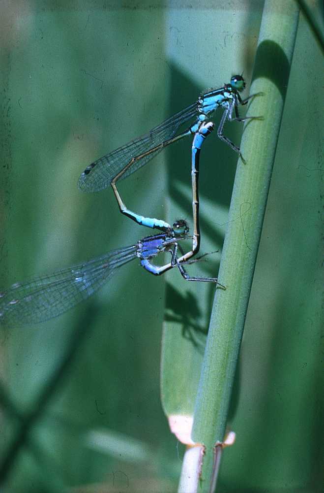 Azurjungfern.