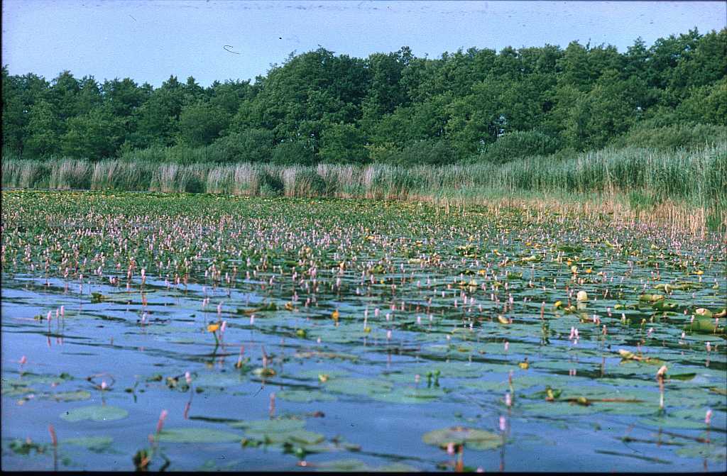 Blick über die 'Seerosenbucht'