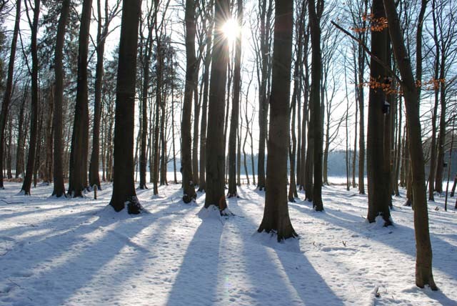 Winterstimmung im Fledermauswald.