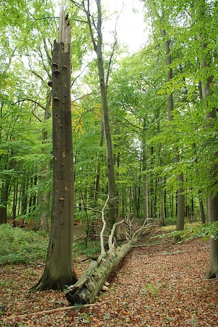 ... und im Oktober 2010: Stehendes und liegendes Totholz im Fledermauswald: Lebensraum für Insekten und Pilze.