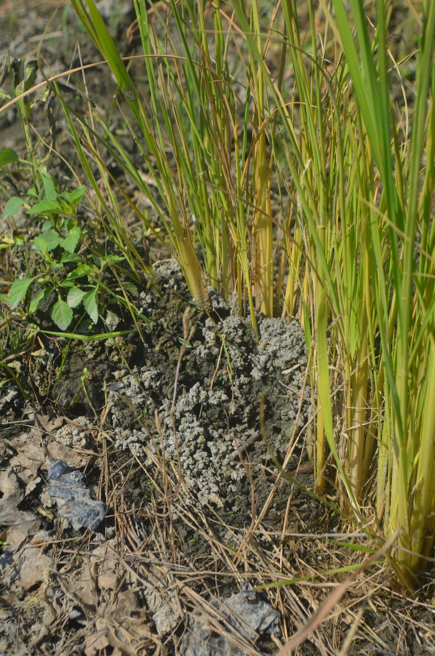 ハッタミミズ 日本産ミミズ大図鑑 Handbook of Japanese Earthworm