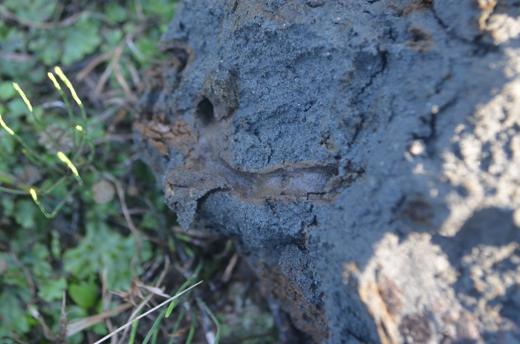 ハッタミミズ 日本産ミミズ大図鑑 Handbook of Japanese Earthworm