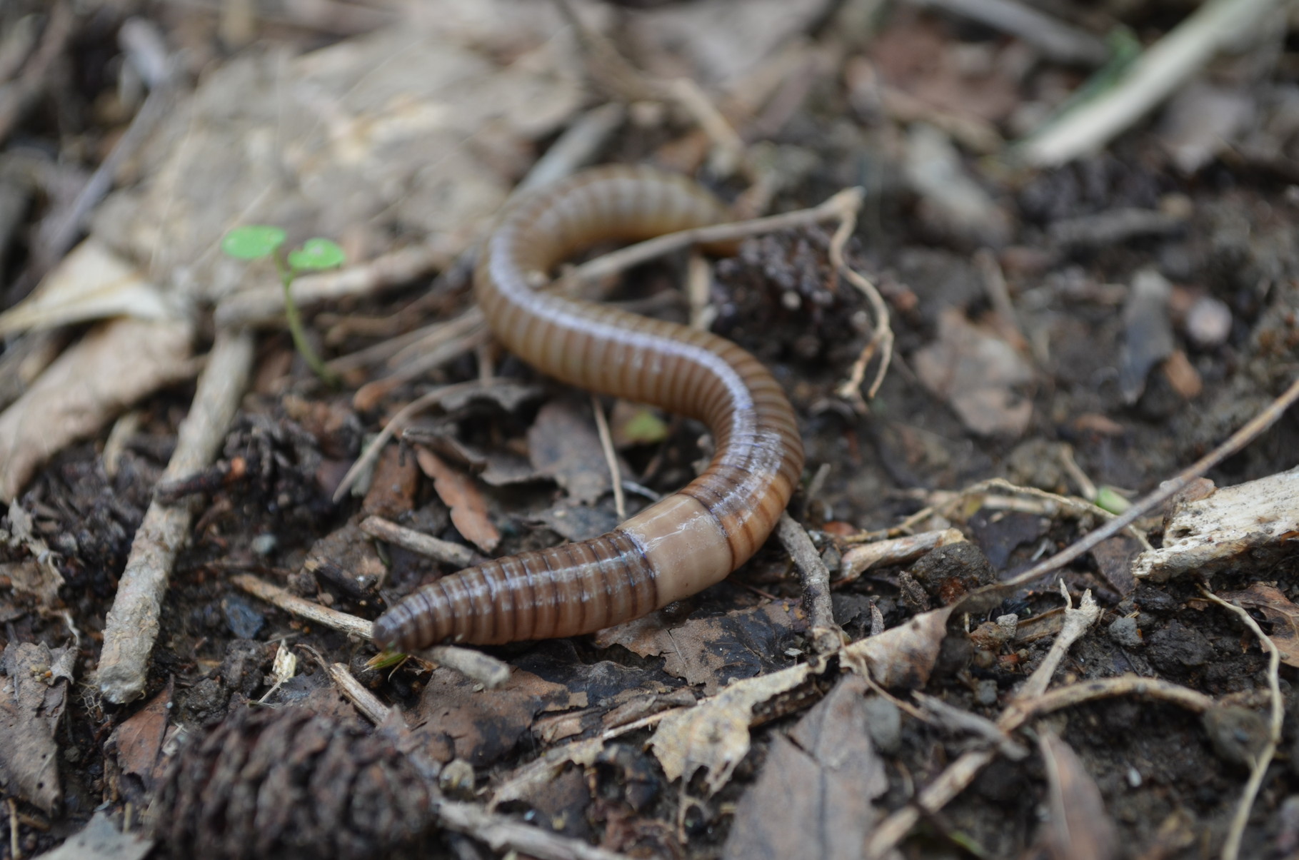 フトスジミミズ 日本産ミミズ大図鑑 Handbook of Japanese Earthworm
