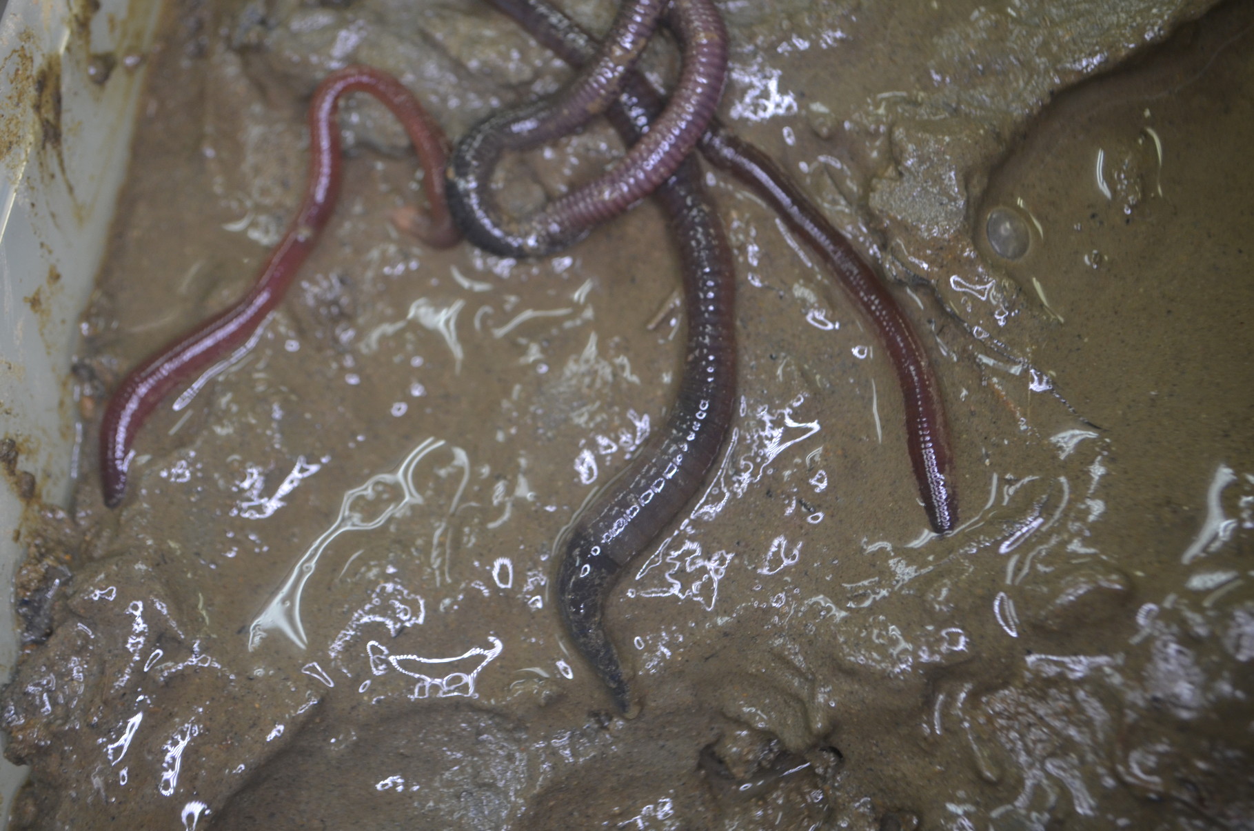 ハッタミミズ 日本産ミミズ大図鑑 Handbook of Japanese Earthworm