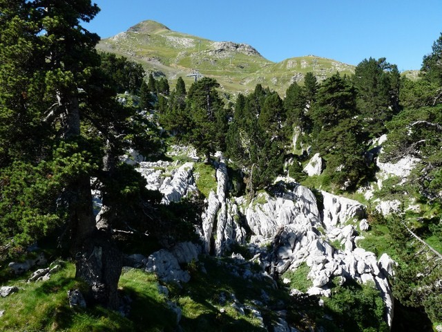 Les pins à crochets sur le lapiaz et l'Arlas, Arette La Pierre St Martin (Pyrénées Atlantiques) 17 août 2014