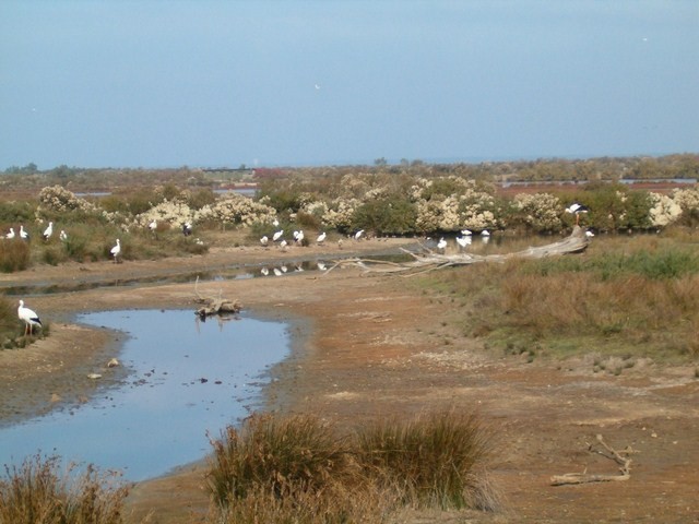 Dans la réserve ornithologique, Le Teich (Gironde) 3 novembre 2007