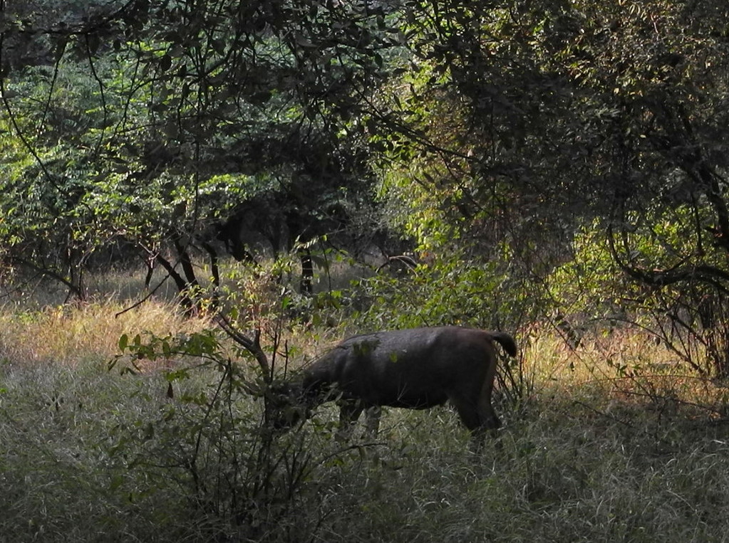 Ranthambore